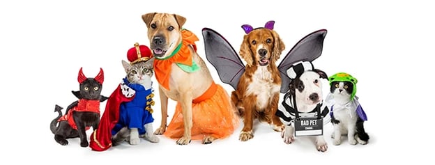Various pets wearing costumes in a Halloween-themed photo