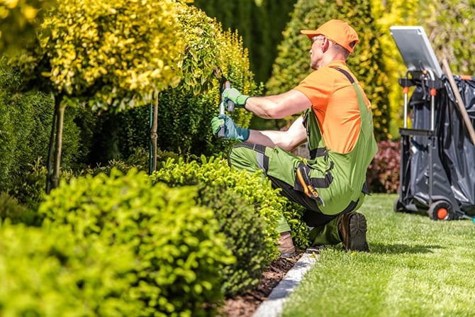 Landscaper trimming plants using large hedge shears.
