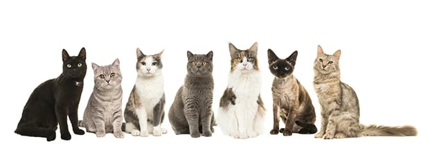 Cats of different breeds sitting side by side