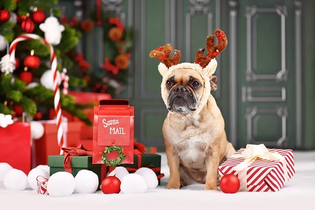 Christmas-themed pet portrait of a French bulldog