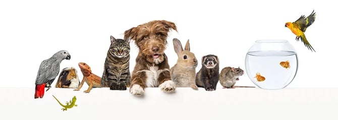 Different pets side by side. Include two birds, two lizards, a guinea pig, a rabbit, a cat, a dog, and a goldfish.