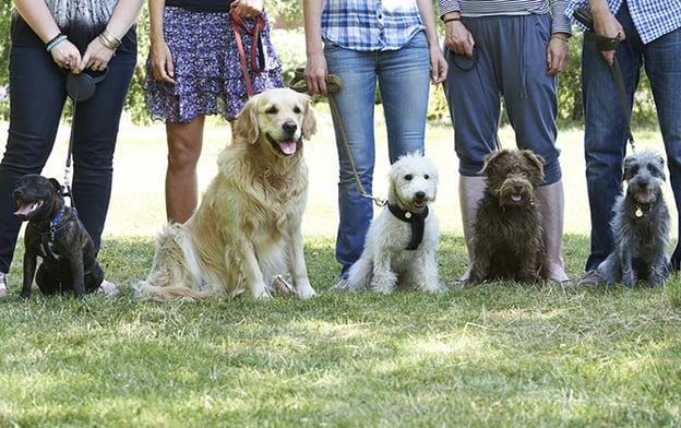 Owners standing behind their dogs while holding their leash