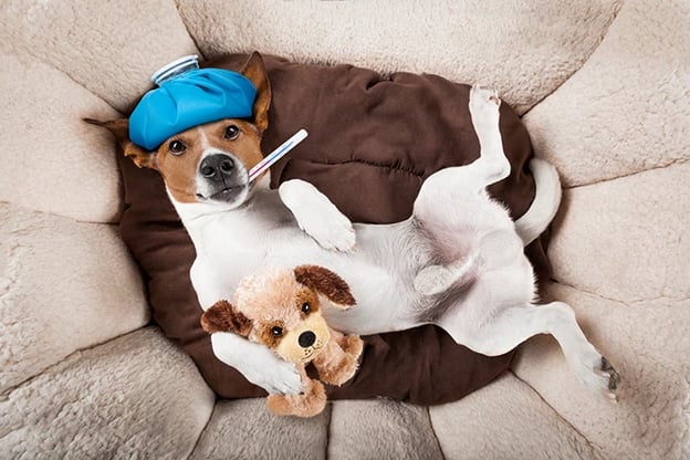 Top shot of a Jack Russell Terrier lying down on a dog bed hugging a dog stuffy. He has an ice pack on his head and a thermometer in his mouth.