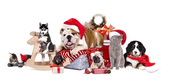 Various pets wearing Santa hats in a Christmas themed photo