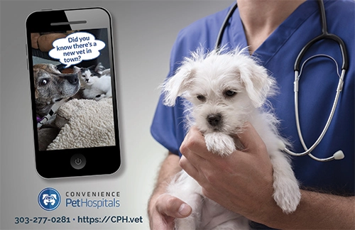 J50136_Veterinary_Direct_Mail_Marketing _Postcard_Design_Example_Front