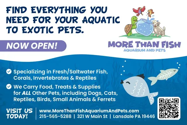 An example of the front of a direct mail postcard for a pet store