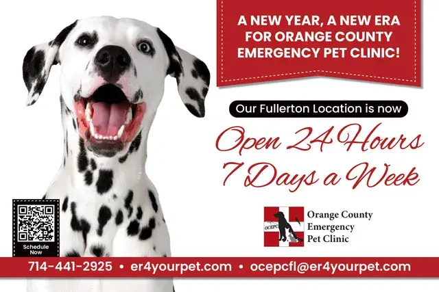 An example of the front of a direct mail postcard for an emergency pet clinic